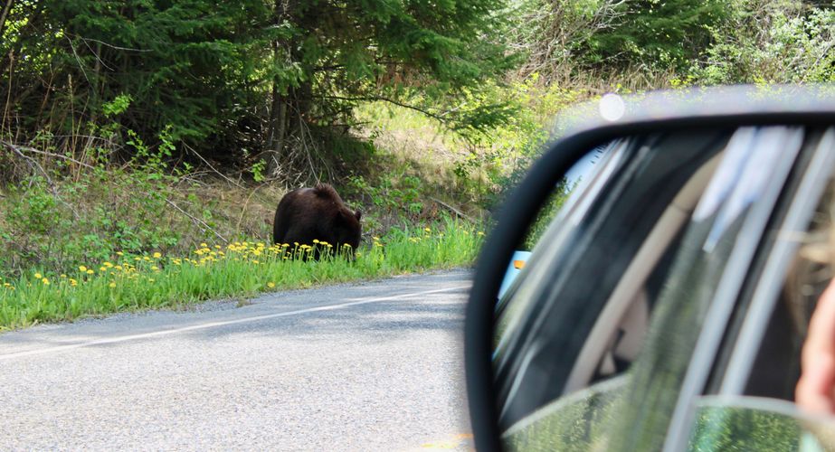 Zwarte beer groepsreis Canada Zwarte beer groepsreis Canada